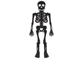 Skeleton anatomy. Black and White Skeleton vector