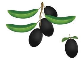 Clipart Vector Olive isolated on white background. Black Olive