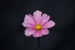 Purple flower blossom close up botanical background cosmos bipinnatus family compositae big size high quality prints photo