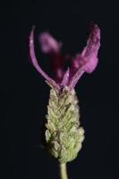 Flor floreciendo cerca lavandula stoechas familia lamiaceae impresiones botánicas de gran tamaño de alta calidad foto