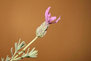 Flower blossoming close up lavandula stoechas family lamiaceae high quality big size botanical prints photo