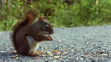 Ardilla comiendo cacahuetes en el suelo de cerca video