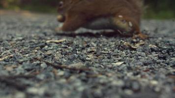 Squirrel Eating Peanuts on the Ground video