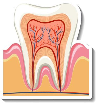 Tooth root and nerve on white background