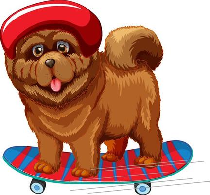 Chow Chow dog wears helmet standing on skateboard