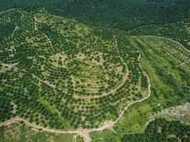 Aerial view green oil palm estate photo
