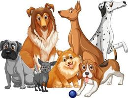 Group of dog breeds on white background vector