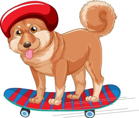 Shiba dog wears helmet standing on skateboard