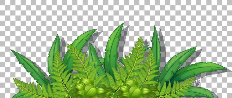 Tropical plant on grid background