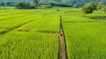 Aerial view farmer to spray fertilizers on the fields green rice photo