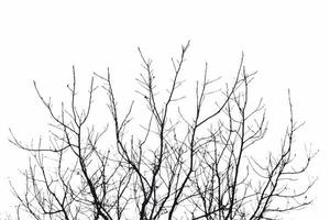 Realistic tree twigs branches silhouette on white background vector