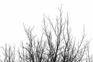 Realistic tree twigs branches silhouette on white background vector