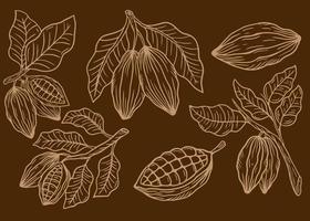 cacao dibujado a mano, hojas, semillas de cacao y conjunto de ilustraciones de chocolate vector