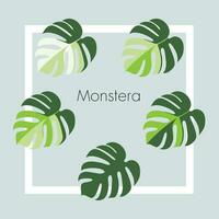 monstera tree queen spotted wood vector