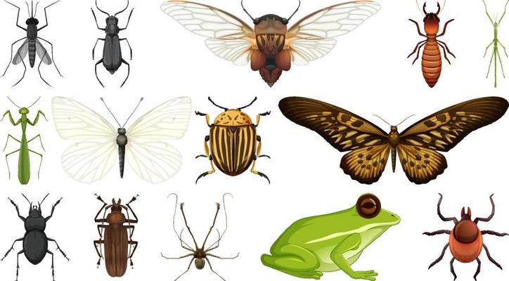 Different insects collection isolated on white background