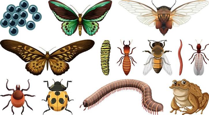 Different insects collection isolated on white background