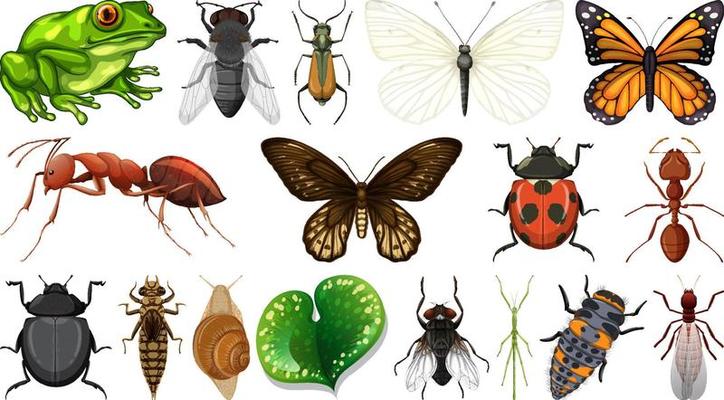 Different insects collection isolated on white background