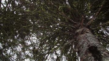 Lichen in a Mature Spruce Tree video