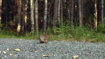 écureuil mangeant des cacahuètes au sol video