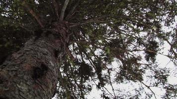 Lichen in a Mature Spruce Tree video