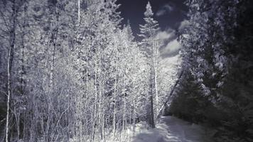 Video panorámico infrarrojo o paisaje forestal rural durante el invierno.