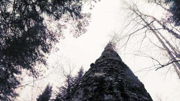 impresionante video pov de un árbol cayendo