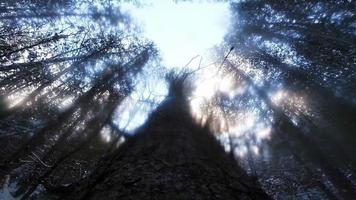 Impressive Slow Motion of a Tree Falling down video