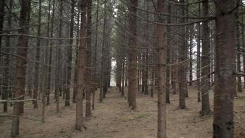 Walking Through Mature Spruce Plantation video