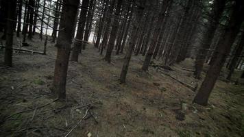 Lost in a Mature Spruce Tree Plantation video