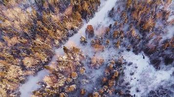 Flygfoto över skog och stig video
