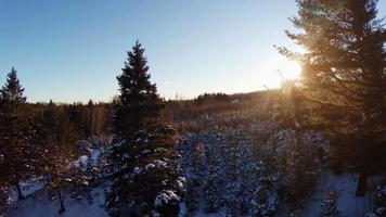 vidéo aérienne de séquences de foresterie et de plantation forestière. video