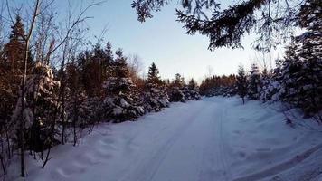 luchtfoto van de weg in het bos tijdens de winter video