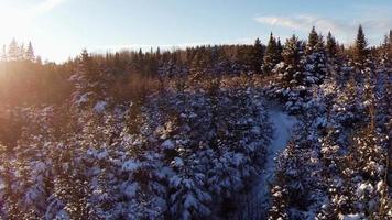 Aerial Video of Forestry and Forest Plantation Footage.