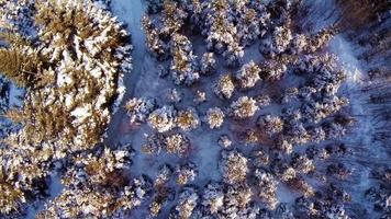 Luftaufnahmen von Aufnahmen aus der Forstwirtschaft und von Forstplantagen. video