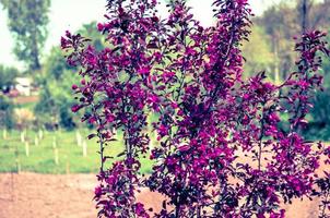 Red buds of decorative apple tree Malus Niedzwetzkyana . City greening. Springtime. photo