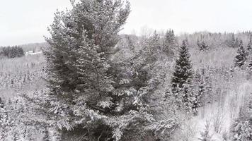 Video aéreo de un gran pino maduro durante el invierno.