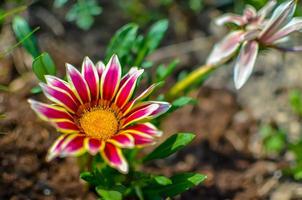 Close-up top view of one white and lilac Gazania flower in bloom in a garden photo