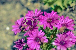 Purple daisy flower growing in spring garden photo