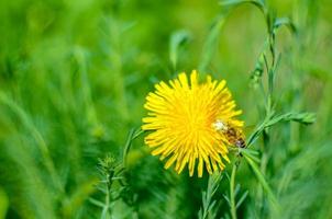 Tiny bug hiding in yellow dandelion flower photo