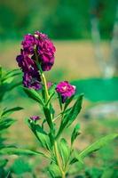 Defocus beautiful purple flowers. Image with bright summer color photo