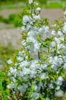 Delicate white flowers in spring cherry on blurred background. Soft focus, spring nature photo