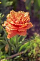 Sensual Touch tulip. Fringed tulip flower Sensual Touch. Bright blooming photo