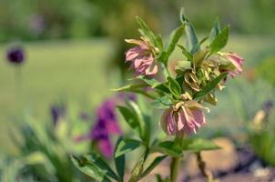 Red hellebore spring flower in a garden surrounded by green grass and plants and trees in the background photo