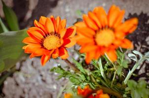 Closeup of two gazania rigens flowers with orange petals photo