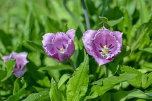 Spring Display of Purple and White Fringed Tulips Tulipa 'Cummins' in Ukraine photo