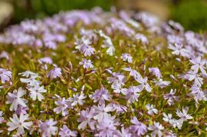 Phlox divaricata Phlox divaricata. Blue phlox Closeup photo