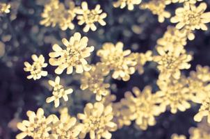 iberis saxatilis, amara o caramelos amargos con muchas flores blancas foto