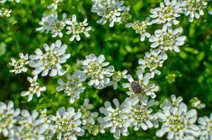 Iberis saxatilis, amara or bitter candytuft many white flowers photo