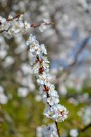 Apricot tree flowers, soft focus. Spring white flowers on a tree branch. Apricot tree in bloom photo