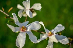 Primer plano de una flor de magnolia blanca. primavera floral natural foto